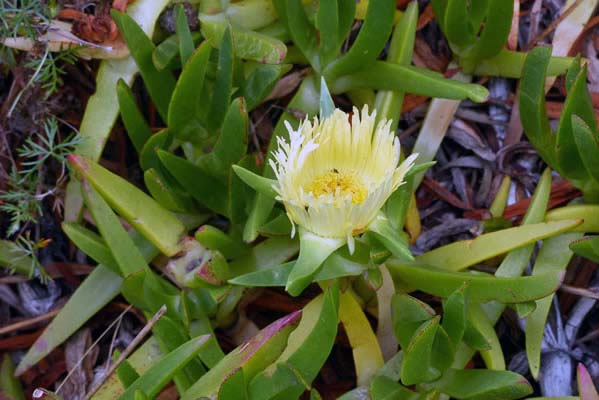 Yellow flower with succulent leaves.