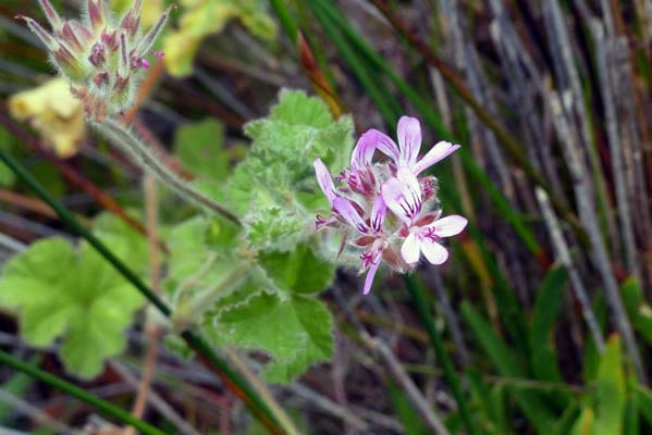 Sweet Scent Geranium.