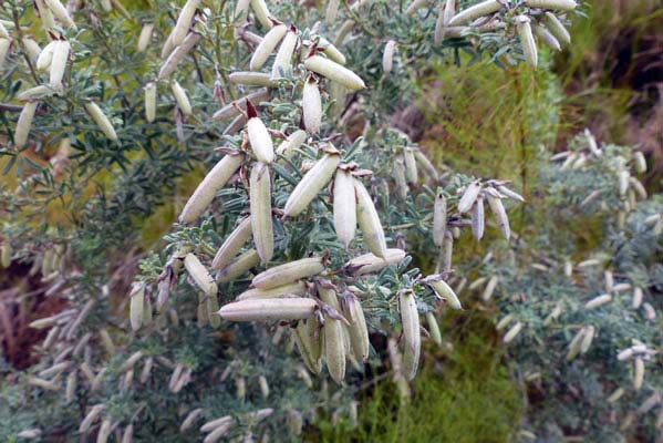 Milkvetch Plant.