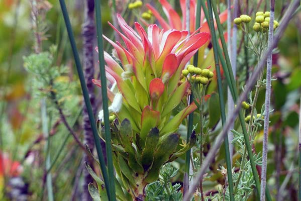 Spikey and succulent flwer.