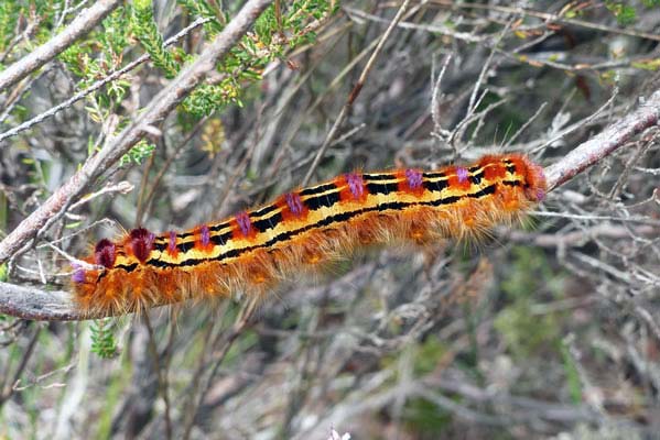 Cape Lappet Caterpillar.