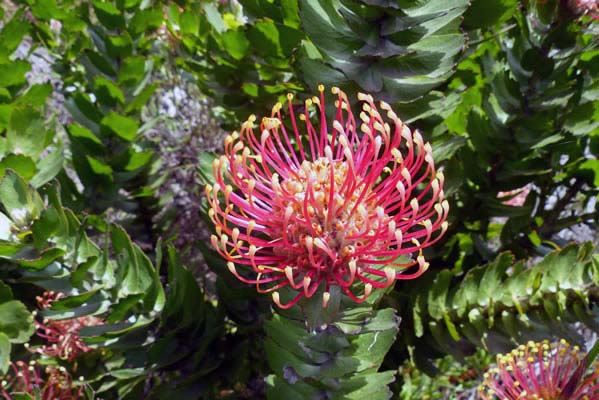 Red Pink flower.