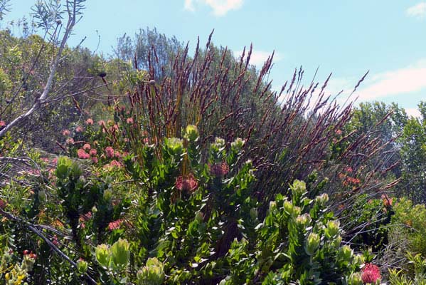 Landscape photo of blooming bushes.