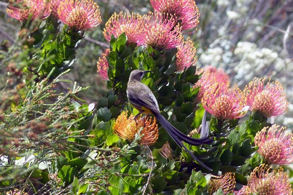 The Cape Sugarbird sitting on spiked pink flowers.