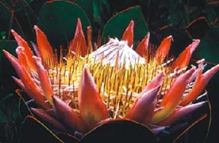 Giant King Protea 