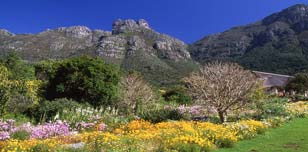 Landscape photos of Kirstenbosch