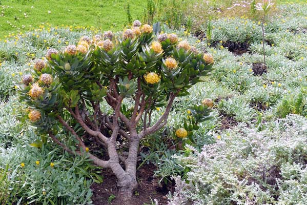 Floral tree with yellow flowers.