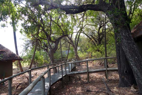 Wooded camp walkway surrounded by trees.