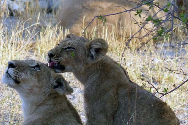 Two lions together in high golden grass.