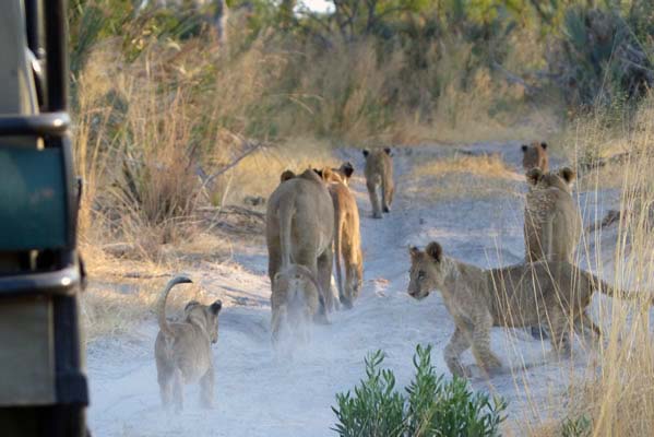 Out on Safari drive with lions and its pride of cubs.