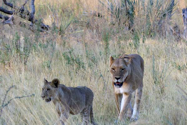 Two lions walking in the high grasses.