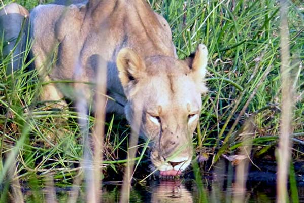 A closeup of the lioness drinking water.