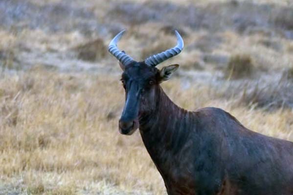 Sable antelope on Safari tour.