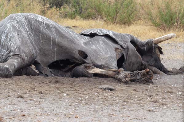 Part of the circle of life, with a dead elephant laying on the dirt.