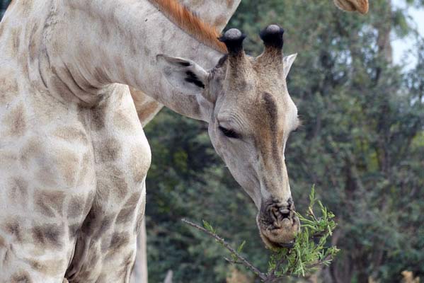 Part of a giraffe herd out on Safari.