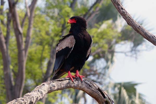 The Bateleur Eagle of Chitabe.