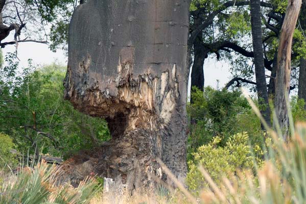 A tree on safari, with a large chunk missing from the trunk.