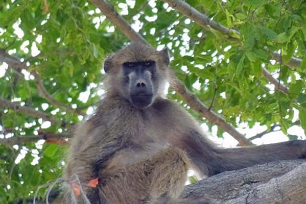 A monkey looking down from a tree.