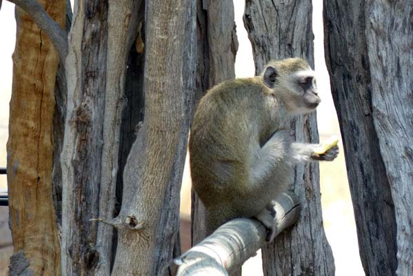 A quiet monkey in the trees.