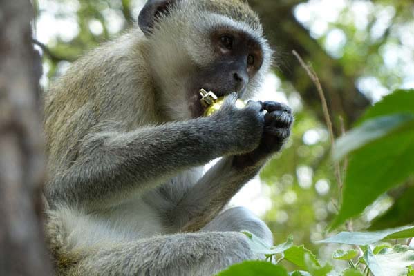 A single black faced monkey in the trees near Chitabe's camp.