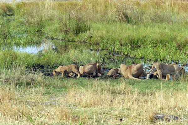 A pride of lions drinking in a water hole.