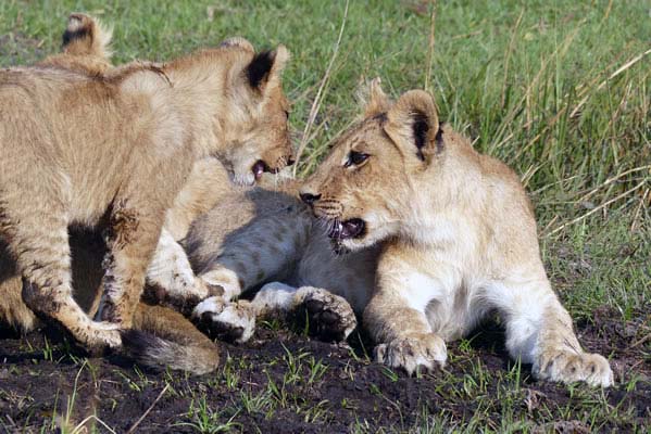 Pair of lions playing on the grass.