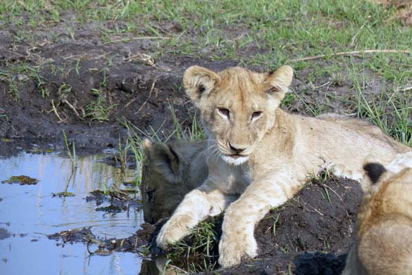 Lion cub lying next to a water hole.