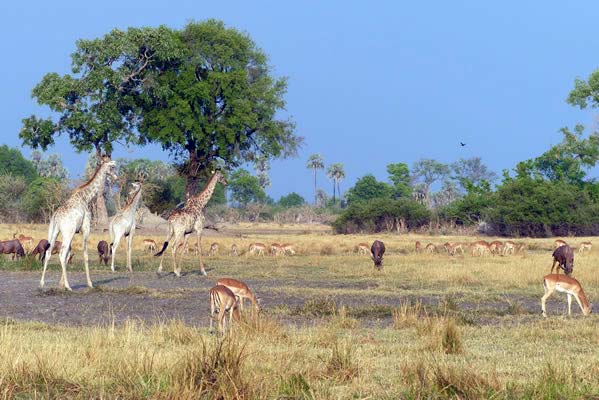 Gazelles and giraffe together in the wilderness.