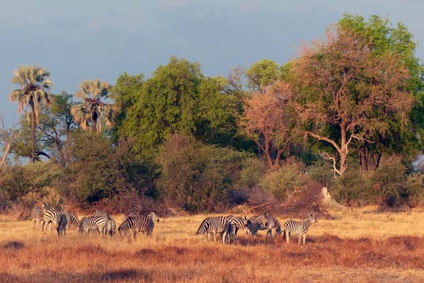 Herd of zebra in golden light.