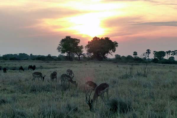 Sun behind hazy clouds and in front, grazing animals.