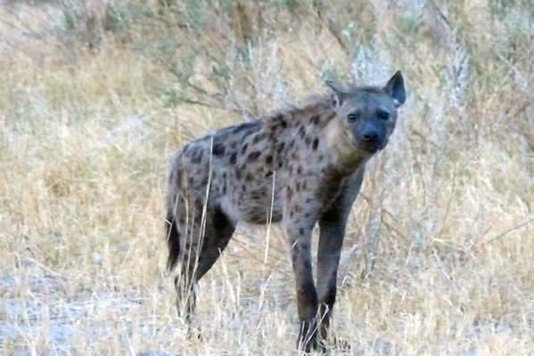 A lone, spotted hyena with the Savanna behind.