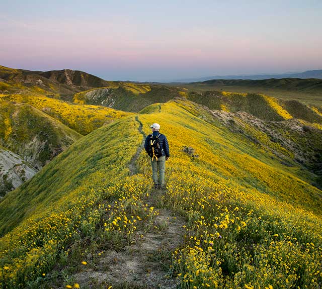 Super Bloom 2017 at Carrizo Plain National Monument