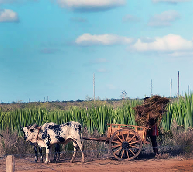 South Asian man and his cart being pulled by his cattle