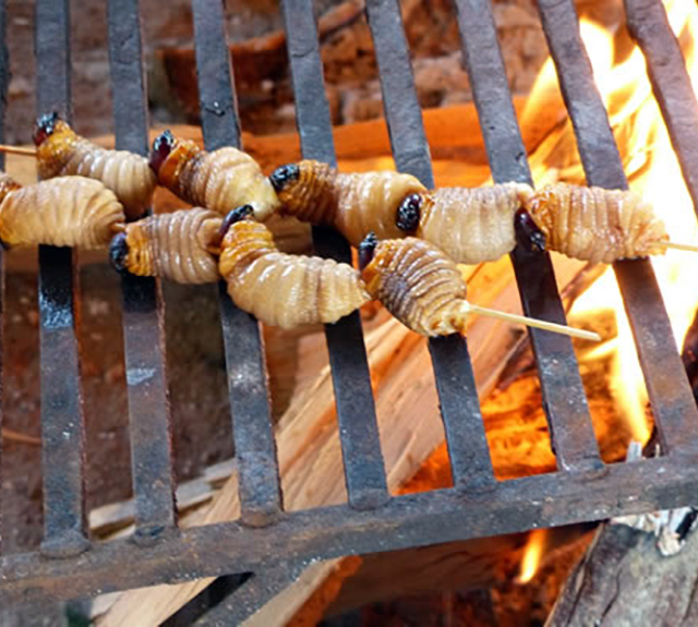 Edible palm weevil larvae on a hot grill. 