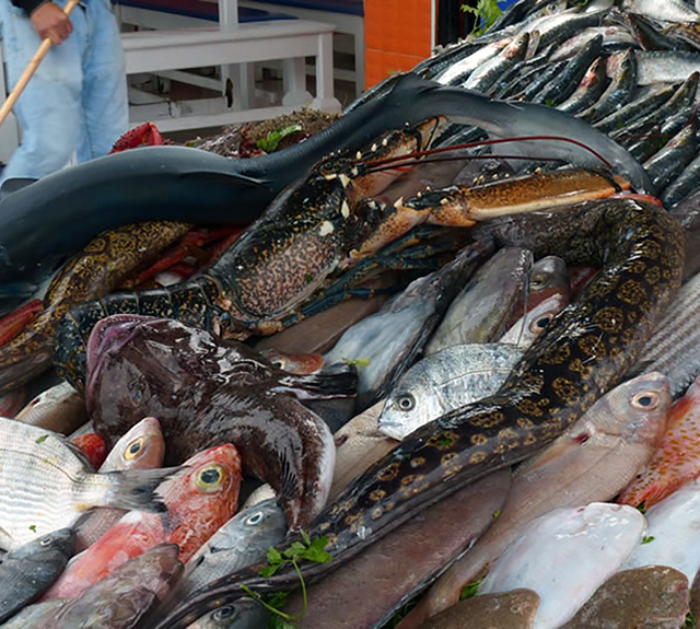 A bounty of seafood just out of the net.