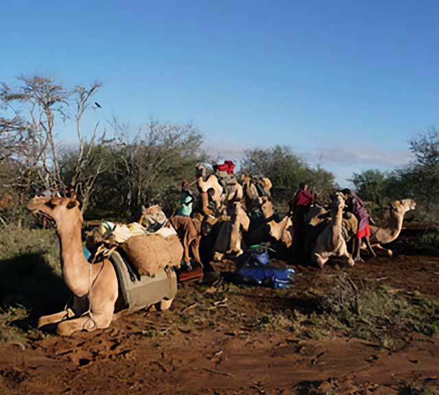 Group travel by camel.