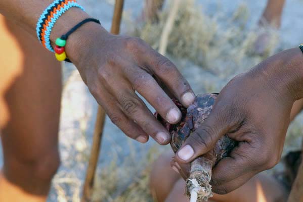 Close up of African hands holding a root or bulb.