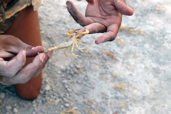 Closeup of a native African holding a scorpian.