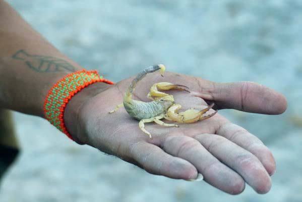 An open hand with a scorpian.