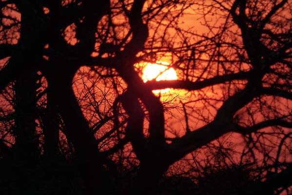 A moody red sky in the back of tree branches and the glowing, smokey sun.