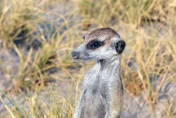 A standing Meerkat in the wild.