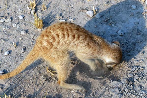 A golden meerkat digging in the sandy soil.