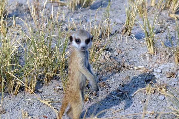 Single standing meerkat.