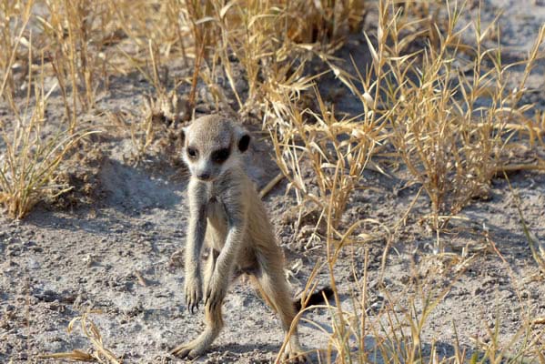 A small meerkat standing in the dry grass.