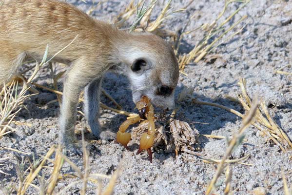 A meerkat eating a scorpion.