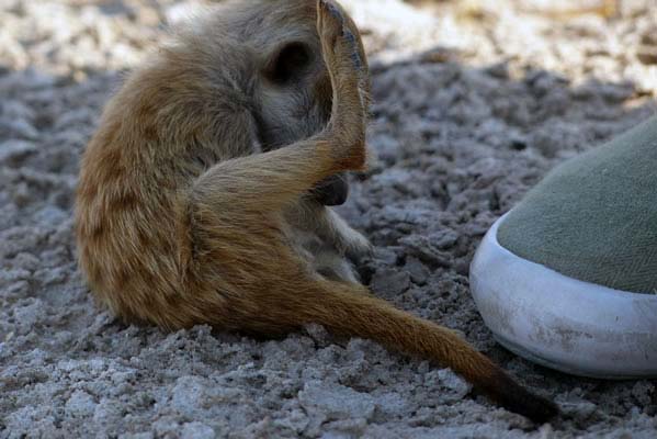 A meerkat sitting on ground.