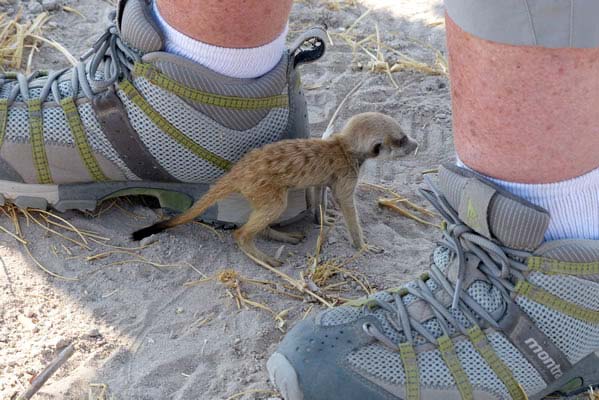 A tiny, friendly meerkat standing between two feet.