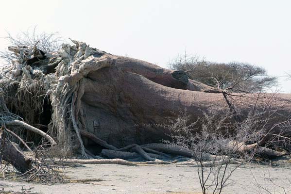 A fallen Chapmans Baobab tree.