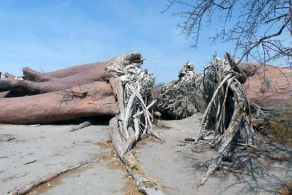 Fallen Chapmans Baobab trees.