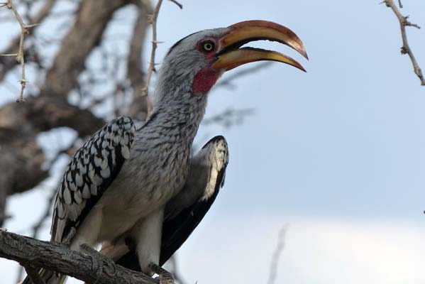 A hornbilled bird in a tree.